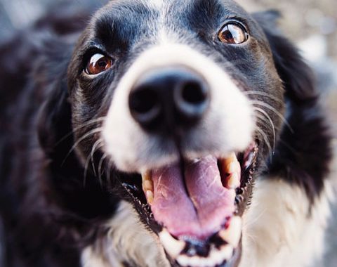 Quer adotar um pet? Dá uma olhada no que você precisa saber antes de adotar um animalzinho.