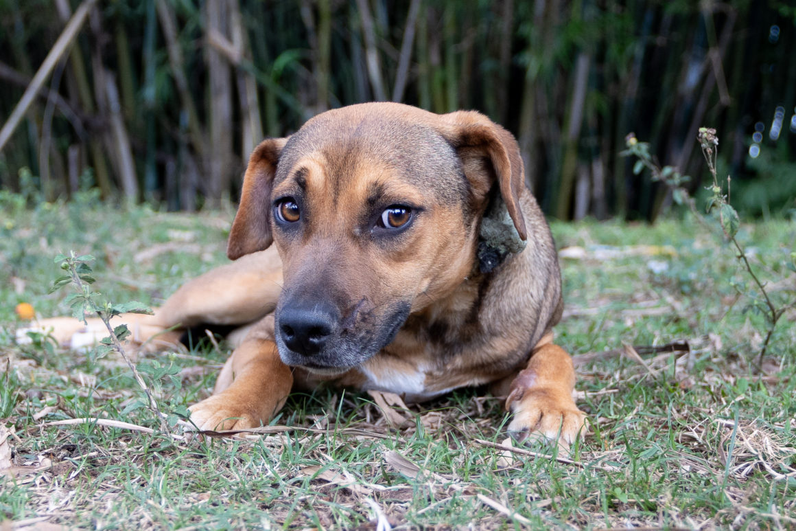 Estrela