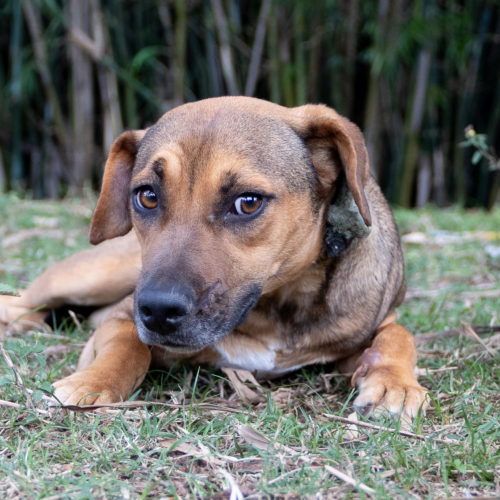 Estrela