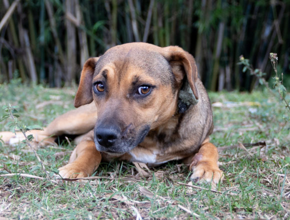 Estrela