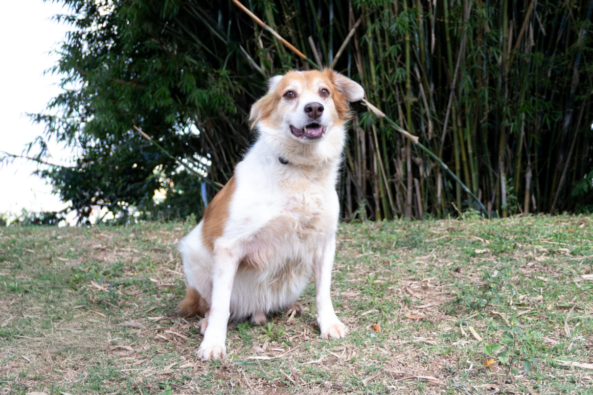 Toby