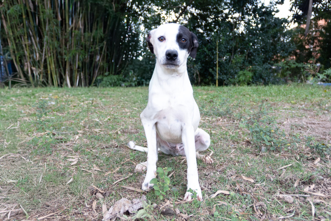Apolo