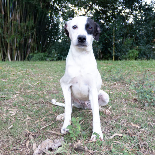 Apolo