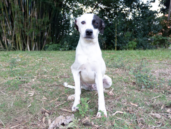 Apolo