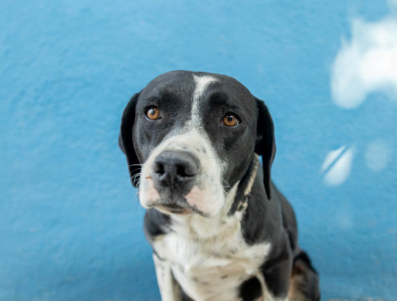 Zeus