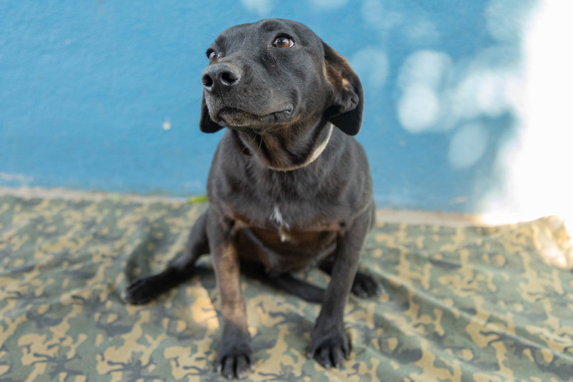 Estrela