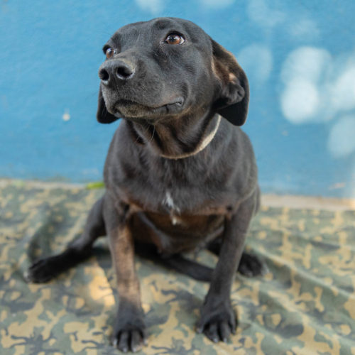 Estrela
