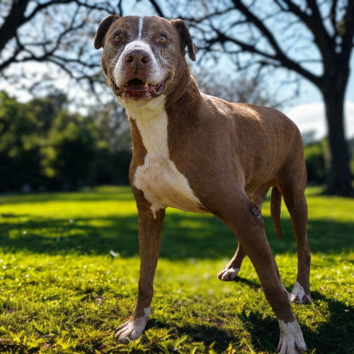 Titan