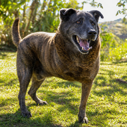 Max