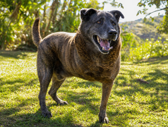 Max