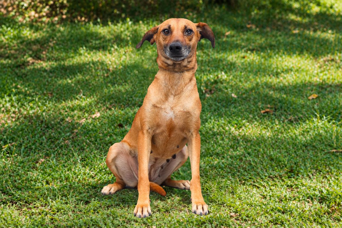 Filó